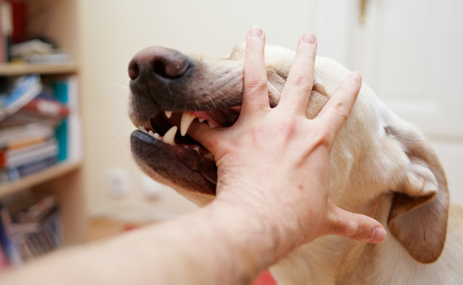 How to Treat Rabies?